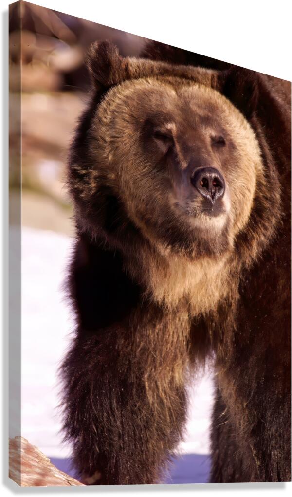 Big Boy Canvas Print