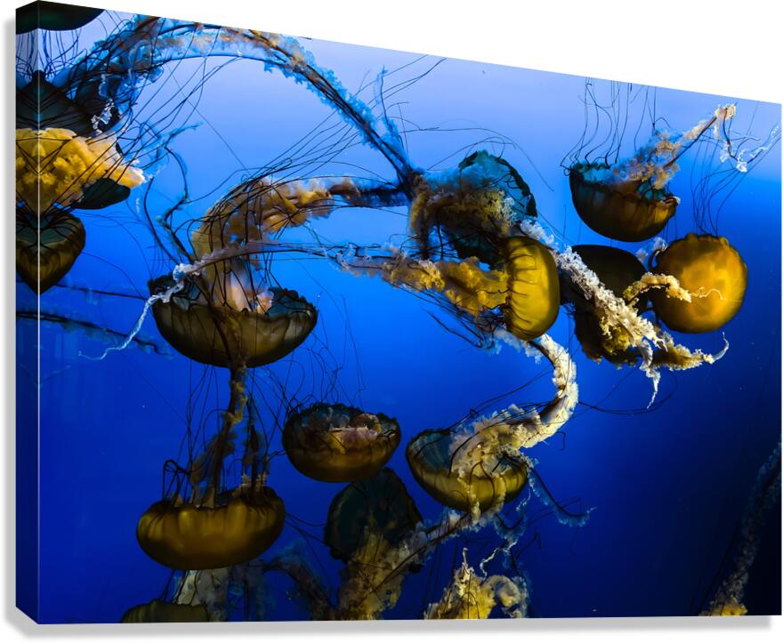 Dancing Jellies Canvas Print