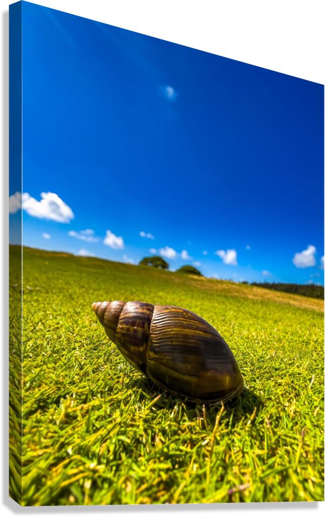 Snails Pace Canvas Print