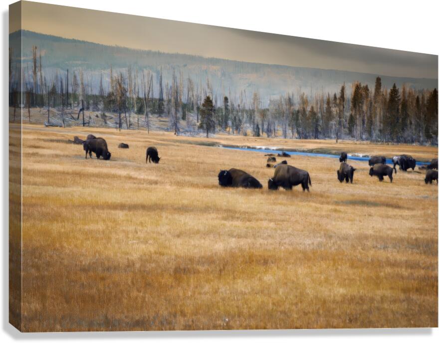 The Herd Canvas Print
