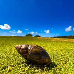 Snails Pace