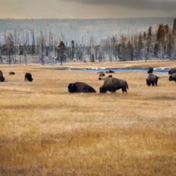 The Herd