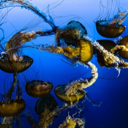 Dancing Jellies