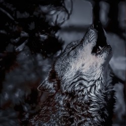 Howl