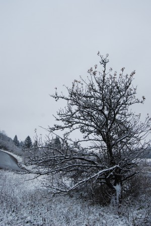 Snowy Tree