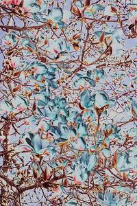 Magnolia Spring