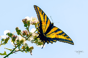 Swallowtail
