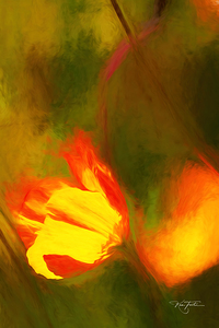 Chalk Poppy