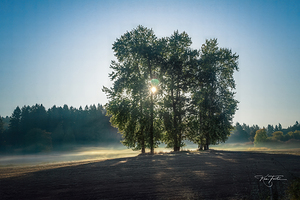 Three Trees