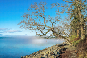 Winter Mist