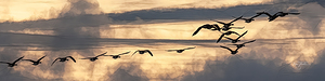 Wild Goose Chase