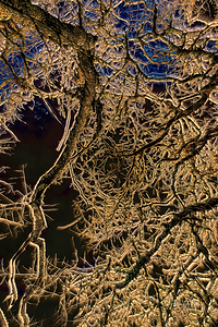 Branch Web