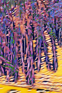 Weeping Purple Tears