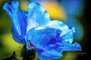 Two Blue