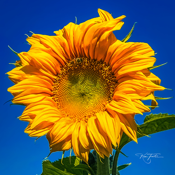 Fibonacci Print