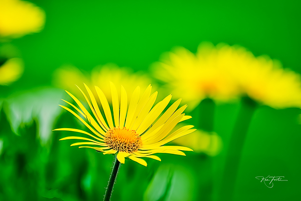 Flower Yellow Print