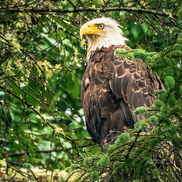 Tree Eagle Print