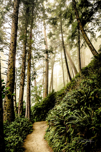 Fern Path Print
