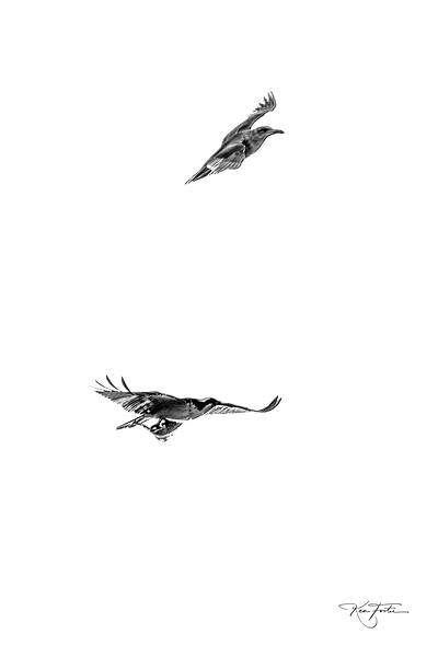 When Fish Fly Print