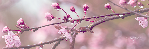 Tears of Spring by Ken Foster