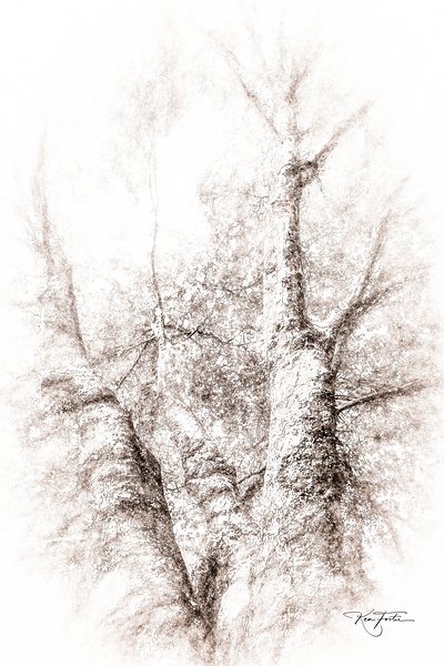 Favourite Tree Print