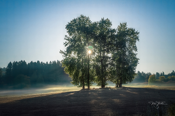Three Trees Print