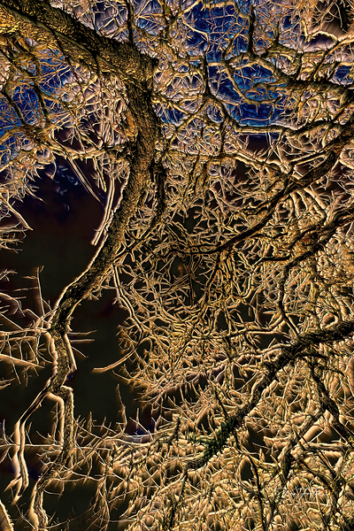 Branch Web Print
