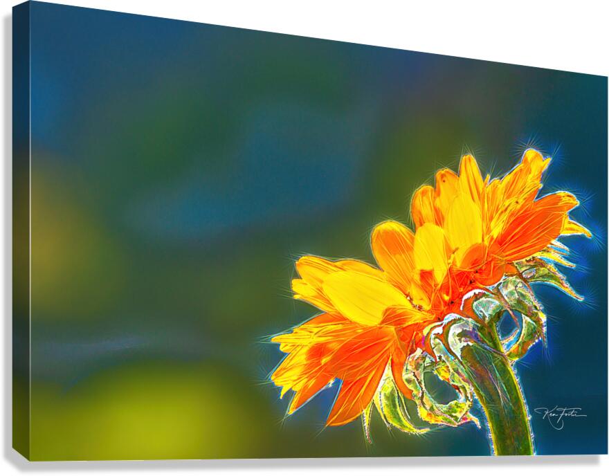 Sun Seeker Canvas Print