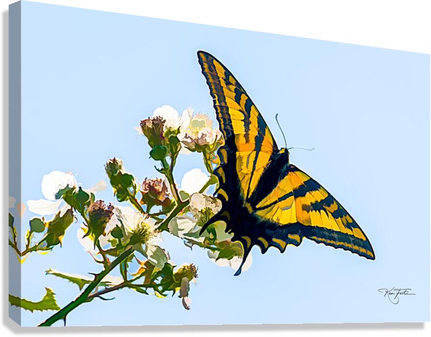 Swallowtail Canvas Print