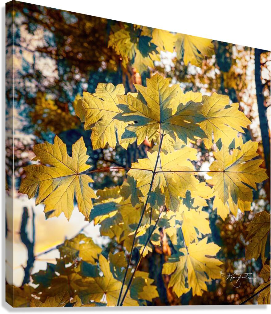 Syrup Tones Canvas Print