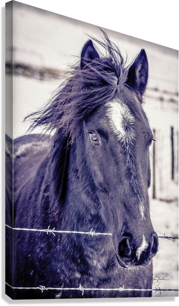 Winter Horse Canvas Print