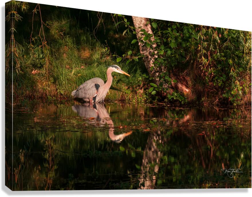 Backyard Heron Canvas Print