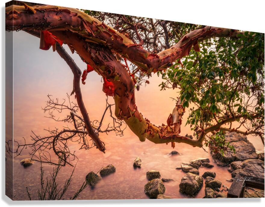 Bark Peel Canvas Print