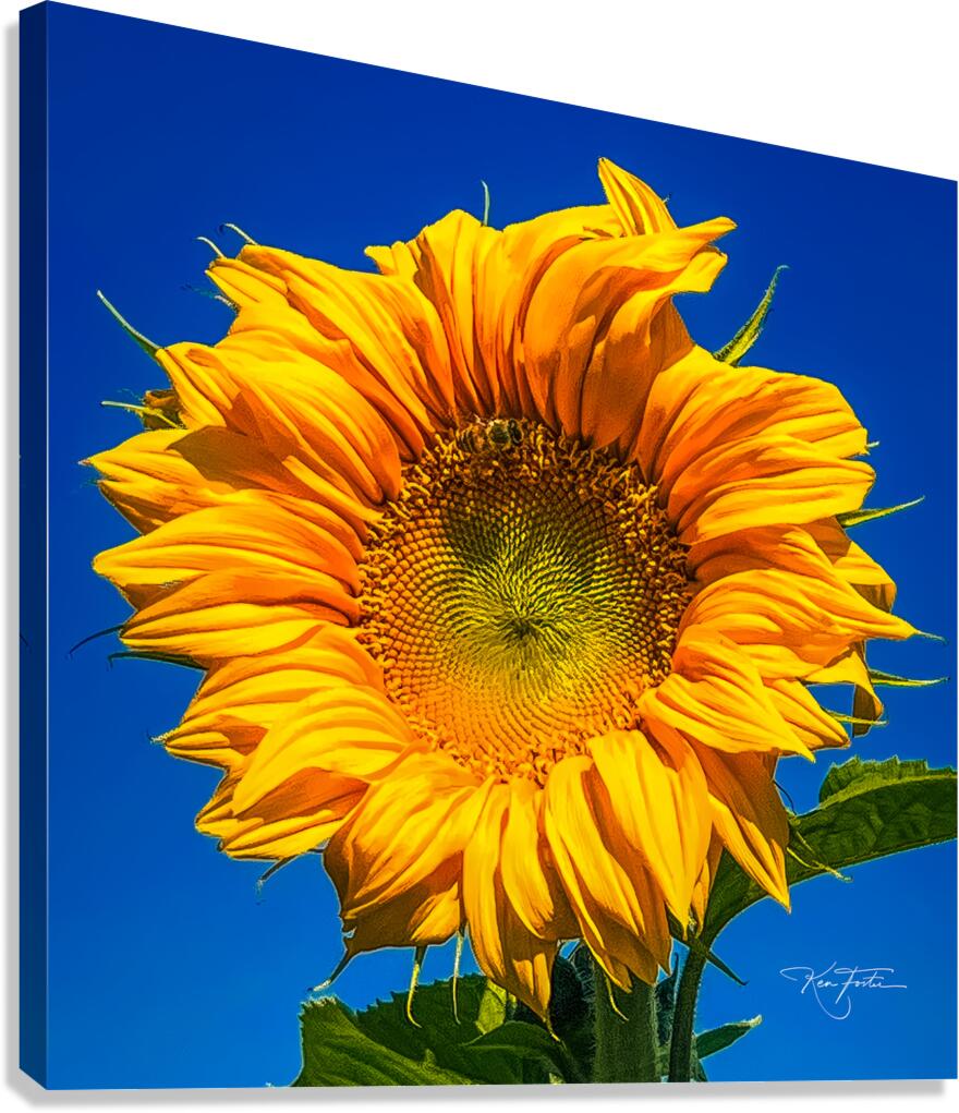 Fibonacci Canvas Print