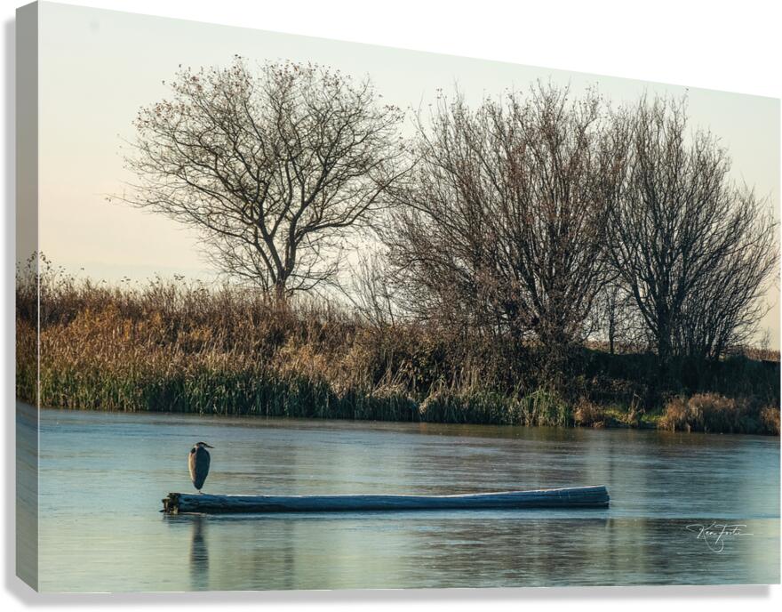 Iced Heron Canvas Print