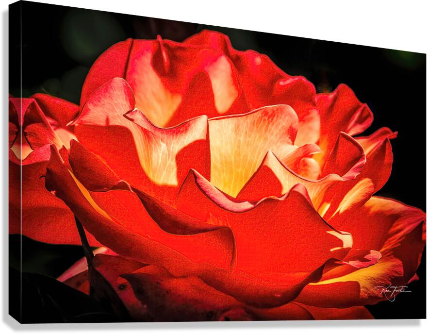 Light Rose Canvas Print