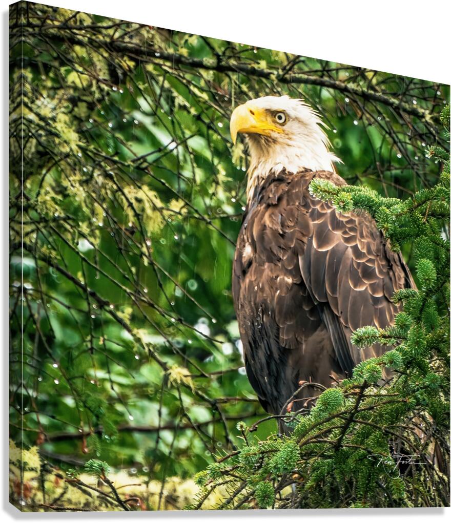 Tree Eagle Canvas Print