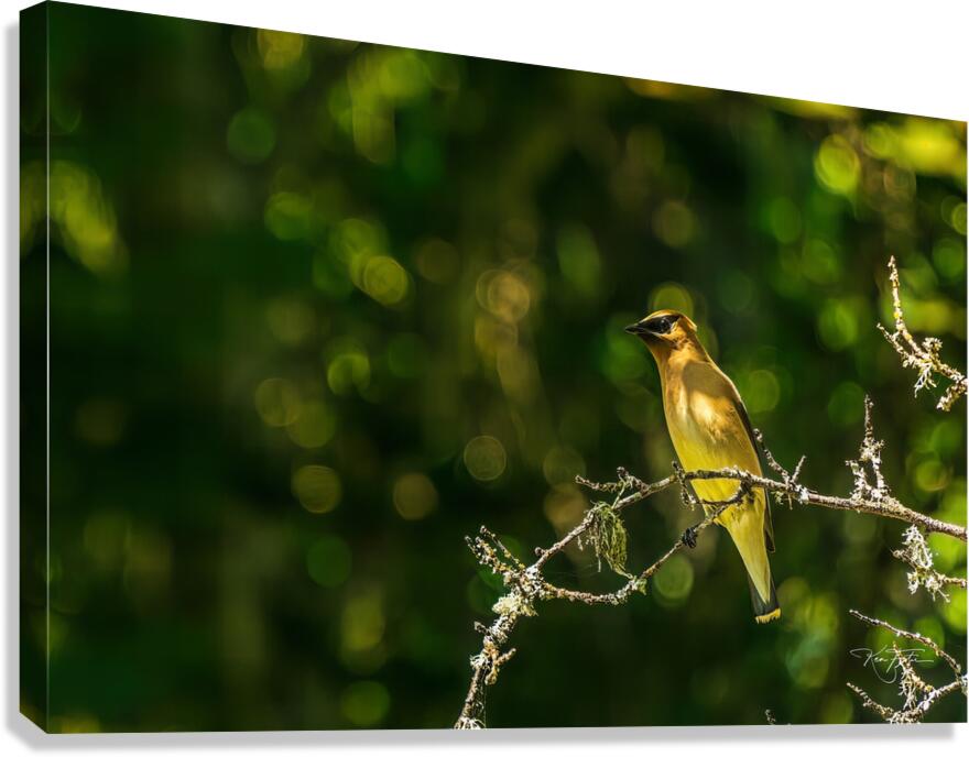 Something Over There Canvas Print