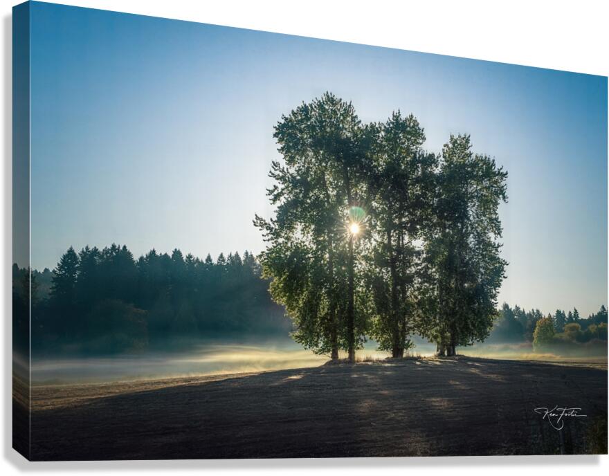Three Trees Canvas Print