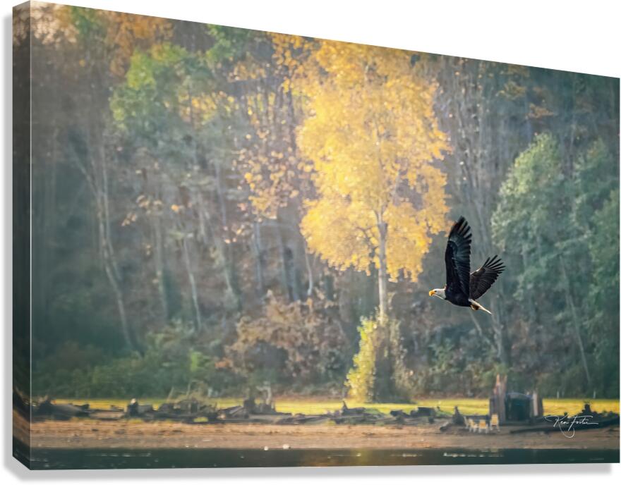 Island View Eagle Canvas Print