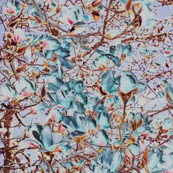 Magnolia Spring