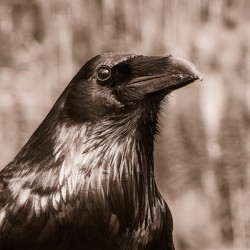 Visitor