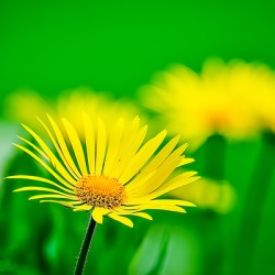 Flower Yellow