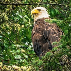 Tree Eagle