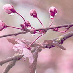 Tears of Spring