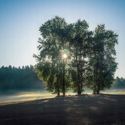 Three Trees