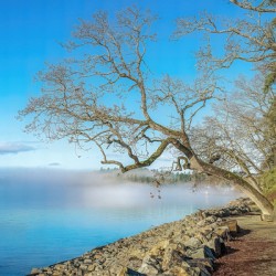 Winter Mist