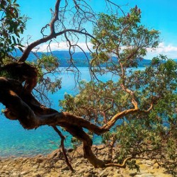Chosen Shot
