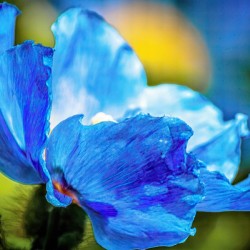 Two Blue