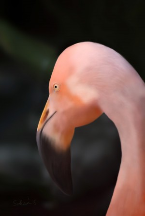 Flamingo